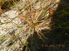 Drosera filiformis