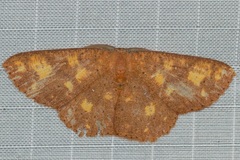 Perixera flavirubra