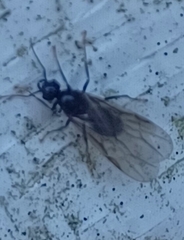 Formicinae