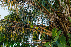 Psittacara leucophthalmus