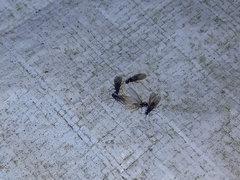 Formicinae