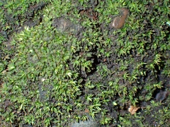 Fissidens