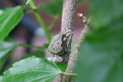 Hyla versicolor