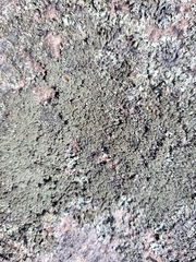 Xanthoparmelia plittii