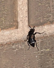 Nicrophorus humator
