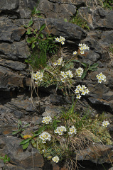 Saxifraga paniculata