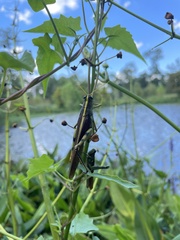 Schistocerca