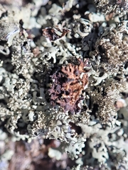 Xanthoparmelia plittii