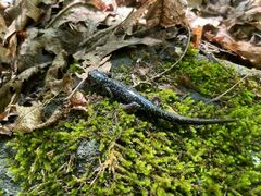 Plethodon cylindraceus