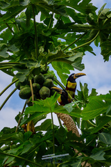 Pteroglossus castanotis