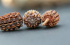 Allocasuarina littoralis
