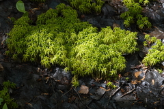 Sphagnum squarrosum