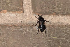 Nicrophorus humator