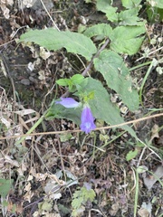 Nothochelone nemorosa