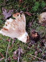 Lactifluus deceptivus