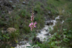Onobrychis viciifolia