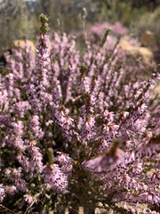 Ericaceae