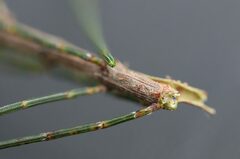 Allocasuarina littoralis