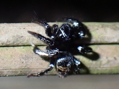 Euophryini