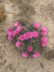 Coryphantha macromeris macromeris