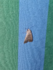 Caradrina clavipalpis