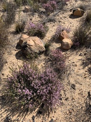 Ericaceae