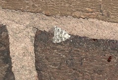 Bryophila domestica