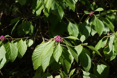 Callicarpa americana