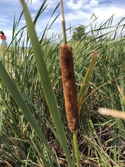 Typha angustifolia