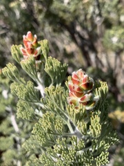 Paranomus tomentosus