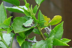 Hyla versicolor