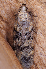 Chionodes mediofuscella