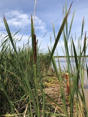 Typha angustifolia