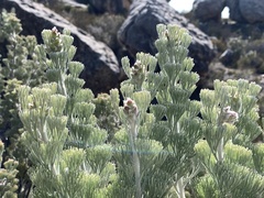 Paranomus tomentosus