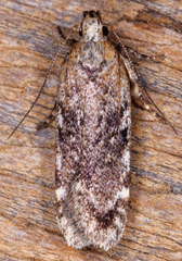 Chionodes formosella