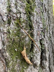 Diapheromera femorata