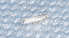 Phyllocnistis vitifoliella