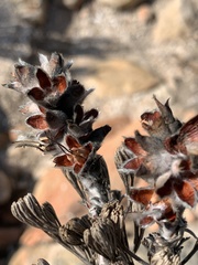 Paranomus tomentosus