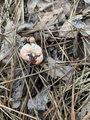 Hydnellum peckii
