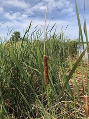 Typha angustifolia
