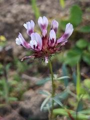 Trifolium willdenovii