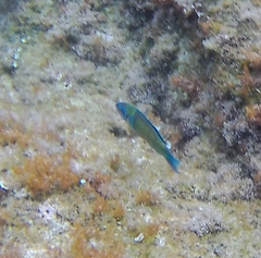 Thalassoma pavo