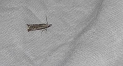Agriphila geniculea