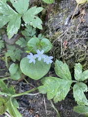 Claytonia