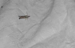Agriphila geniculea