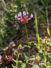 Trifolium willdenovii