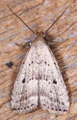 Hypenodes fractilinea