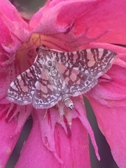 Glyphodes onychinalis