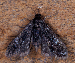 Elophila tinealis