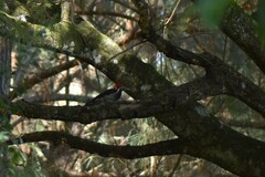 Dryocopus lineatus